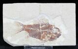 Ctenotherissa Fossil Fish - Lebanon #24009-1